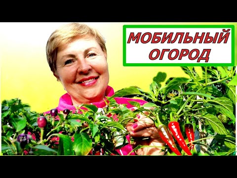 Видео: Огород, без сорняков и копать не надо! Идея для маленьких садов