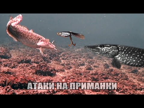 Видео: Рыбалка🎣 ЗРЕЛИЩНЫЕ АТАКИ Больших НАЛИМОВ и ЩУК на Цыкаду, Балансир, Живца🐟 Подводная съемка