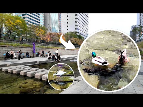 Видео: Cheonggyecheon ~ Пары Mallard, детский эгрет, готовясь к зиме 🐳 Last Maple Jongro Walk | 4K