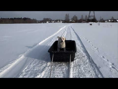 Видео: Жизнь в Сибирских Афинах 🪗