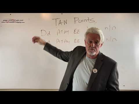 Видео: Как создать подпал у собак