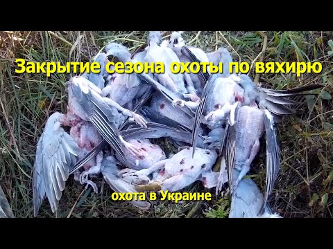 Видео: Закрытие охоты по вяхирю, взял норму а он налетает и налетает