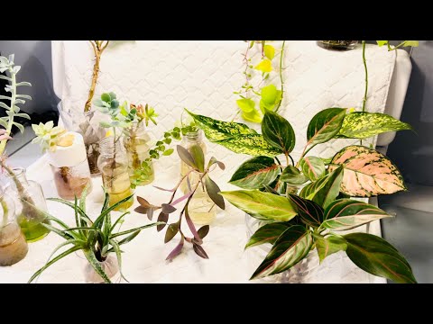 Видео: Еще несколько растений, которые можно выращивать в воде (и некоторые оригинальные растения)