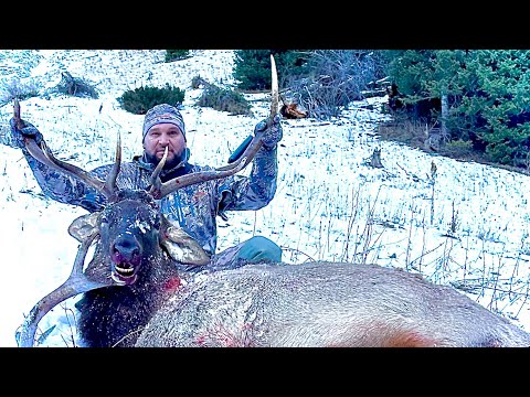 Видео: Охота на марала в Казахстане! 🇰🇿