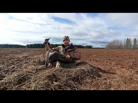 Видео: Гусь летит со всех сторон, а я с Иж-58 20-го калибра!