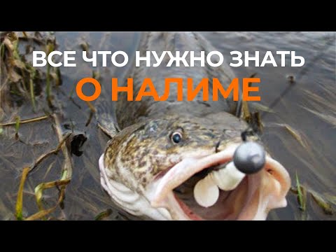 Видео: ВСЕ ЧТО НУЖНО ЗНАТЬ О НАЛИМЕ