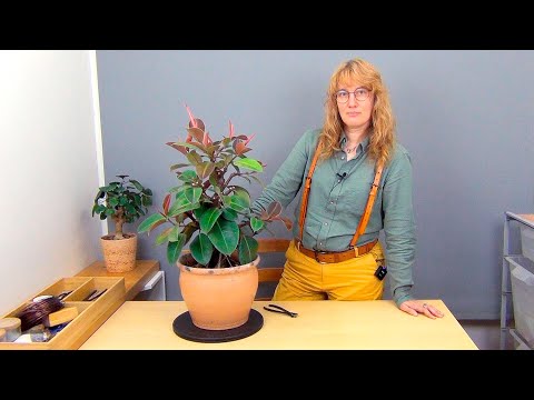 Видео: Формирование фикуса каучуконосного (ч.11).
