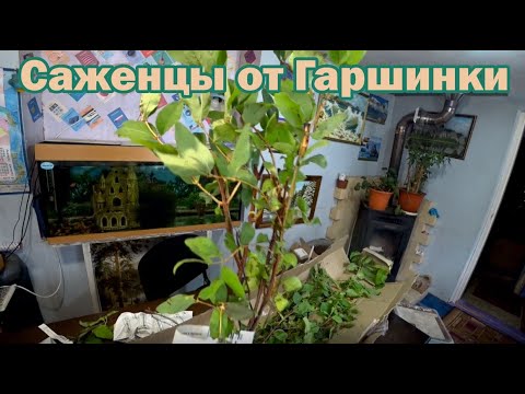 Видео: Обзор посылки от "Гаршинки". Выживут ли саженцы?