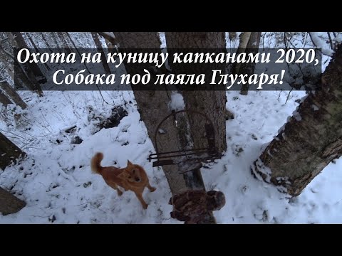Видео: Охота на куницу капканами 2020 (2) 6 декабря, Собака под лаяла Глухаря!