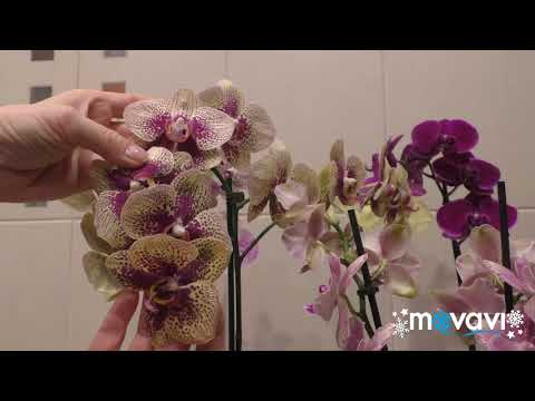 Видео: 🔵 ОРХИДЕЯ С МАГАЗИНА БЕЗ ПЕРЕСАДКИ. Уход без проблем!