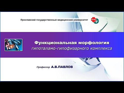 Видео: Функциональная морфология гипоталамо-гипофизарного комплекса
