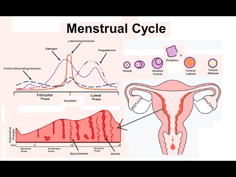Видео: Етеккір айналымы (менструалды цикл, менструация)