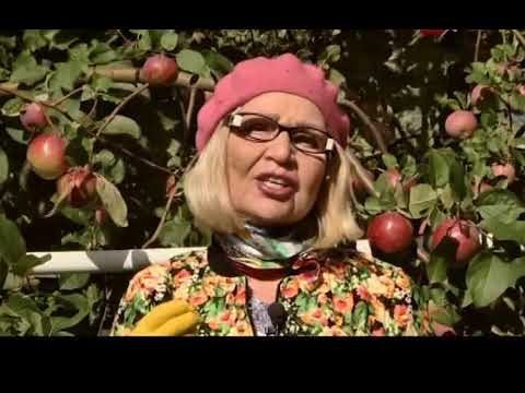Видео: ЧТО ЛЮБИТ ЯБЛОНЯ