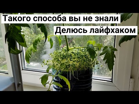 Видео: Восстанавливаю плодородие почвы - Быстро, Дёшево и Эффективно. Хитрости моего огорода на балконе.