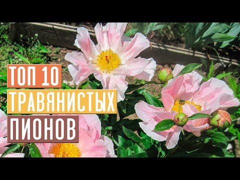 Видео: ПИОНЫ 🌺 Обзор 10 лучших сортов для посадки в саду / Садовый гид