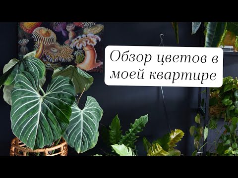 Видео: Обзор растений в моей квартире
