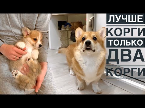 Видео: 🤦🏼‍♀️УРОНИЛ УТЮГ! Сэдди отомстил Таффи😨  Учимся жить с двумя собаками /VLOG