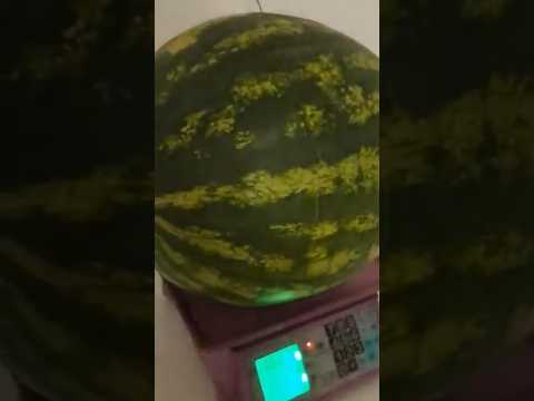 Видео: Өзі өсіп шыққан 🍉 қарбыз