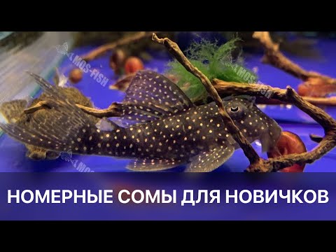Видео: Номерные сомы для начинающих / L-028, L-066, L-080, L-201, L-340 / Аквариумистика mos-fish.ru