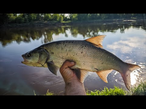 Видео: ЭТОТ ВОБЛЕР ДЛЯ ЛОВЛИ ЖЕРЕХА МЕНЯ УДИВИЛ. ЛОВЛЯ ТРОФЕЙНОГО ЖЕРЕХА НА РЕКЕ.