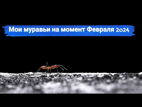 Видео: Моя коллекция муравьёв.Февраль 2024.