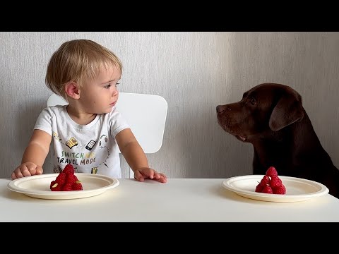 Видео: Самый смешной момент разговора младенца и собаки, снятый на камеру