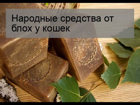 Видео: Народные средства от блох у кошек