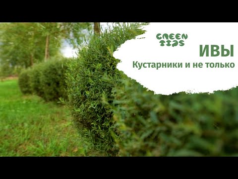 Видео: Ивы кустарники и не только. Как сделать стильный сад с помощью ив