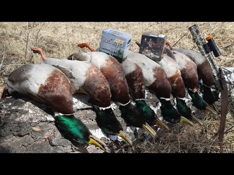 Видео: Духовые манки и махокрыл решают)))Охота на селезня кряквы 2021.Супер чехол для ружья!