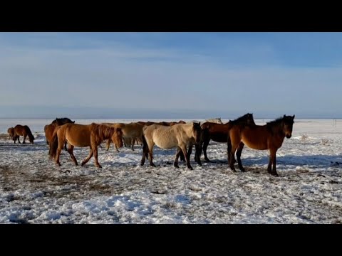Видео: Жабы жылқы . 05.03.2020 Дауренбек ағамның қожалығы
