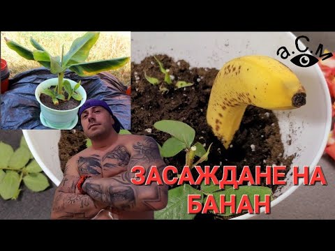 Видео: КАК ДА ЗАСАДИМ БАНАН В САКСИЯ  а.С.м