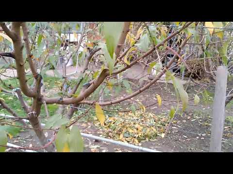 Видео: Посадка персика - от косточки до взрослого дерева. Все подробности. Часть2.