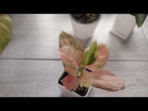 Видео: Адаптация аглаонем.