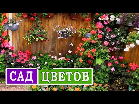 Видео: ОБЗОР САДА. Королевство фуксий, колеусов и пеларгоний