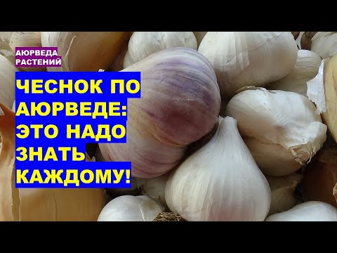 Видео: Чеснок по аюрведе: что нужно знать каждому!