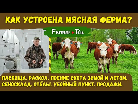Видео: Как устроен бизнес в мясном скотоводстве? Успешный фермер Андрей Давыдов. От отёла до продажи мяса