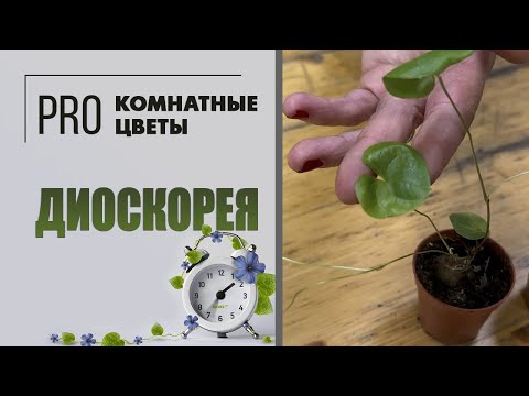 Видео: Диоскорея. Про необычное комнатное растение. Как ухаживать за диоскореей. Уход, полив и пересадка.