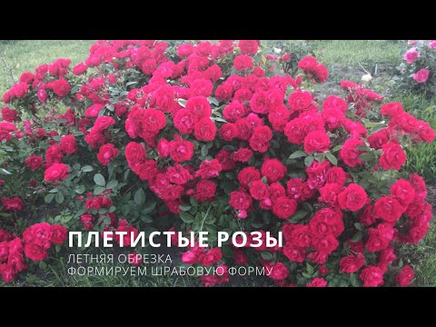 Видео: Летняя обрезка ПЛЕТИСТЫХ РОЗ. Формировка в шрабовой форме.
