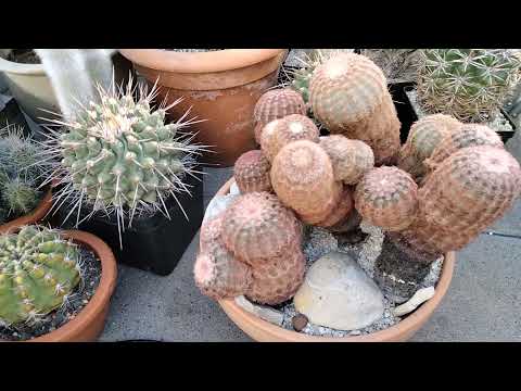 Видео: Обзор зимовки растений.Эпифиллумы и декабрист в декабре.Зимовка кактусов и литопсов.