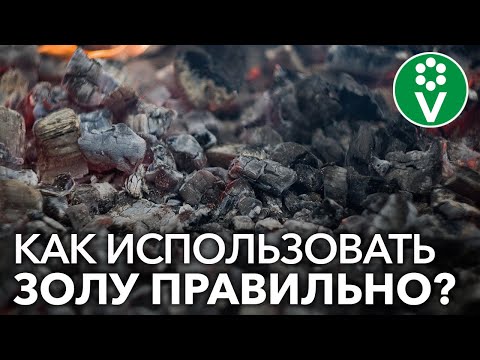 Видео: ЗОЛА СОВСЕМ НЕ БЕЗВРЕДНА! Как правильно применять золу в саду и огороде