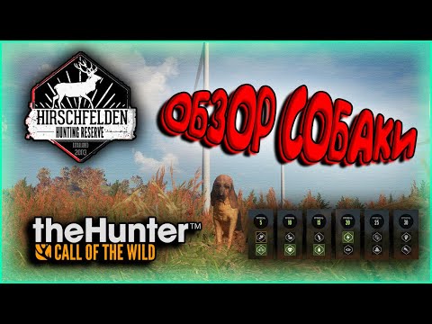Видео: The Hunter Call of the Wild.🐶ОХОТНИЧЬЯ СОБАКА🐕 ОБЗОР СОБАКИ🔍УМЕНИЯ💪ГОРЯЧИЕ КЛАВИШИ🔥НЕМНОГО НОВОСТЕЙ📰