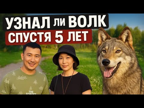 Видео: Кто бы мог подумать 😱 Долгожданная встреча, самого СВИРЕПОГО ВОЛКА В МИРЕ‼️