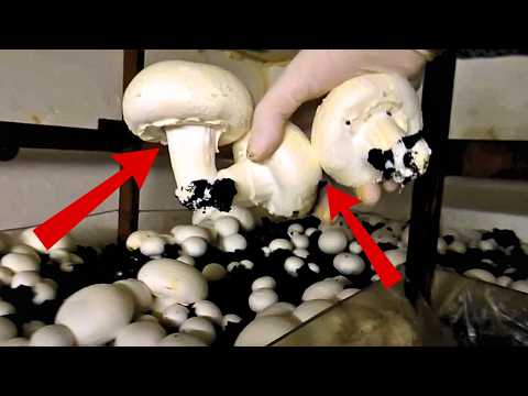 Видео: Грибна ферма у квартирі? Вирощую печериці прямо в кладовці!