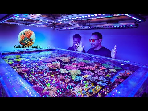 Видео: СЕКРЕТНАЯ формула для сохранения высокого качества Acropora РАСКРЫТА