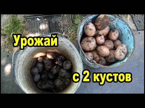 Видео: Почти ведро картошки с куста. Мой урожай картофеля в коробе.