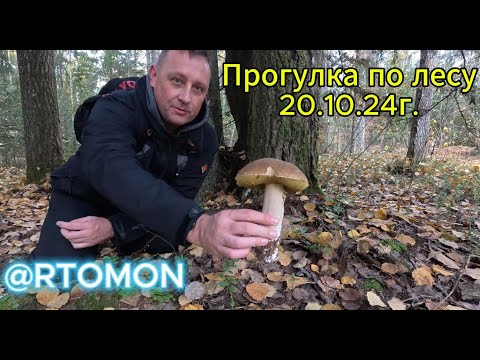 Видео: Прогулка по Лесу. Неожиданные находки в лесу. 20.10.24г. #белыегрибы #грибы #nature #осень #природа