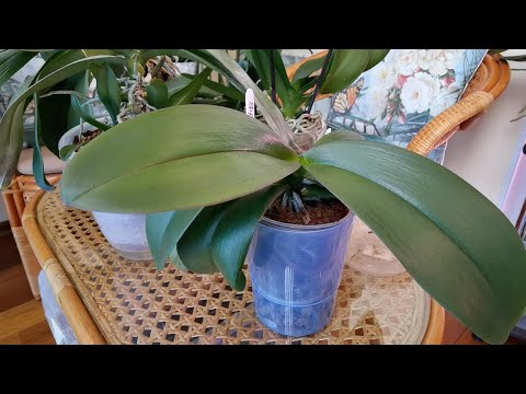 Видео: О поливах, сдутых корнях орхидей. Верный метод восстановить. Тонкие корни - БОЛЕЗНЬ? Чипсы - СИЛА.