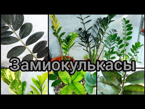 Видео: #ЗАМИОКУЛЬКАС 🌿Новый лист вариегатного из Леруа🌿 #ОБЗОР коллекции🌿 #размножение #цветы #растения