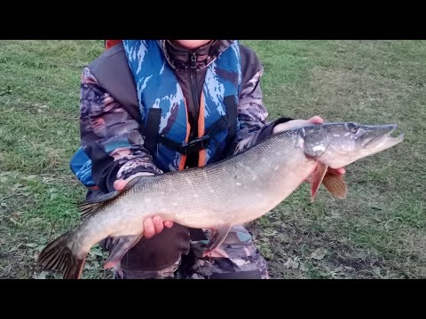 Видео: Лучший улов за сезон. Поймали трофей