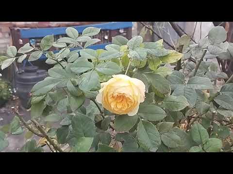 Видео: 🍾🥂🌹ПРЯЗДРЯВЛЯТЕЛЬНАЯ! ДЛЯ ХОРОШЕГО ЧЕЛОВЕКА!🌹🌹🌹